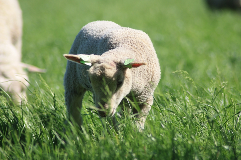 De schapen met lammeren in de wei! - Braams Lamsvlees